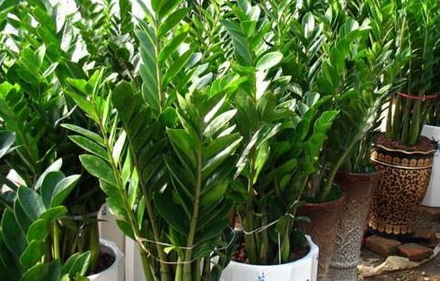 使用植物凈化室內(nèi)環(huán)境要禁忌哪幾點？