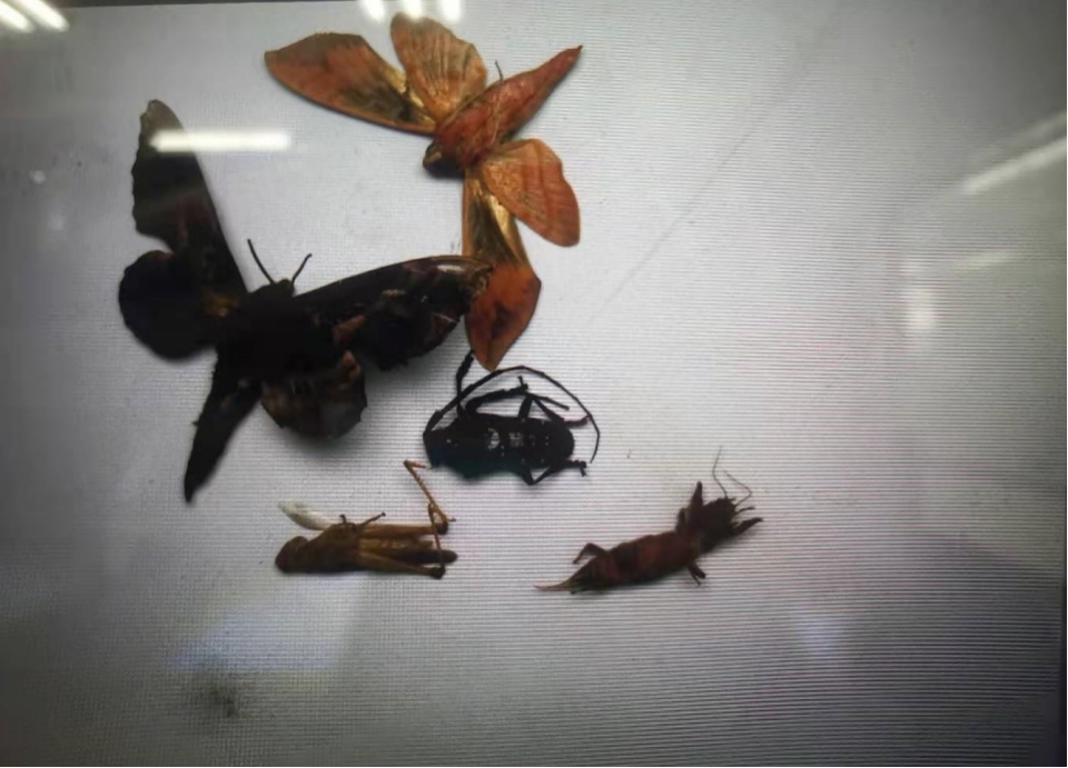 智慧農(nóng)業(yè)蟲情在線監(jiān)測(cè)預(yù)警系統(tǒng) 田間環(huán)境監(jiān)測(cè)設(shè)備 智慧農(nóng)業(yè)蟲情在線監(jiān)測(cè)預(yù)警系統(tǒng) 田間環(huán)境監(jiān)測(cè)設(shè)備